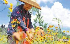 【花】天山雪菊开出致富花，一亩纯利润5000元！