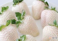 【草莓】种植白草莓的投入大吗