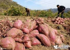 【红薯】农民种植红薯如何才能高产、口感好、不裂口