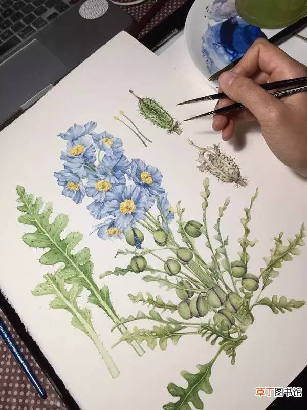 【植物】植物插画师李茜：用画笔带你去看一看世界|先锋