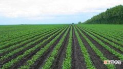 【播种】绿豆怎么种：整地施肥，撒播种子