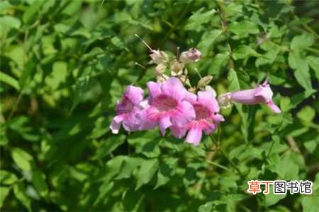 【养殖方法】紫芸藤的养殖方法：土壤，浇水