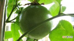 【香】百香果种子怎么种植：选种，催芽