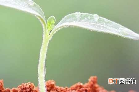 【花椒】花椒籽怎么种才能发芽：选用新种子，处理种子