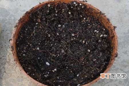 【花椒】花椒籽怎么种才能发芽：选用新种子，处理种子