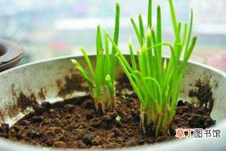 【种植】种葱的方法：准备种植床，种植入土