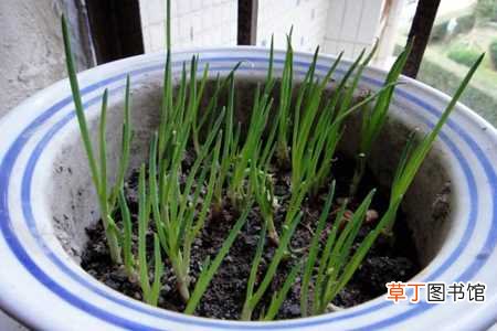 【种植】种葱的方法：准备种植床，种植入土
