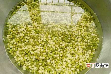【花卉大全】豆芽怎么种：浸泡绿豆，装入容器
