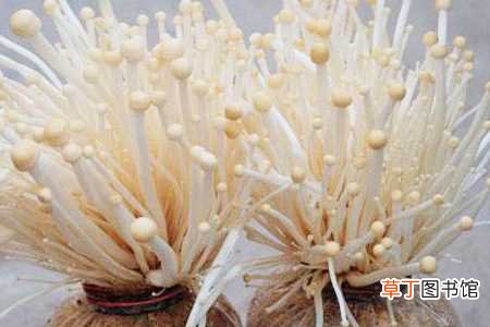 【营养】怎么养金针菇的根：切根，培养营养液