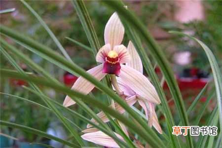 【养殖】莲瓣兰的养殖方法：土壤，浇水