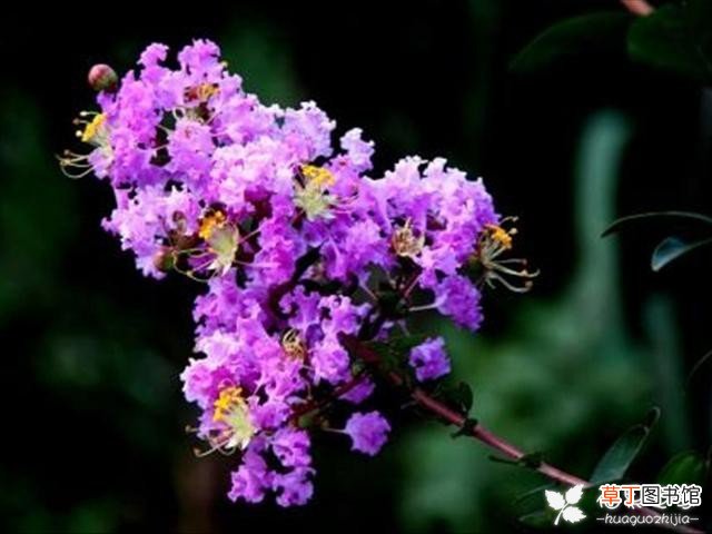 【养殖】紫薇花应该怎么养殖，才能够开花茂盛，让人羡慕！