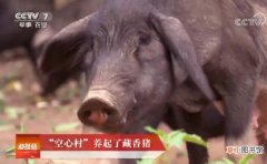 【吃】[科技苑]韩俊红“空心村”养藏香猪，能跑能打爱吃草的猪效益高