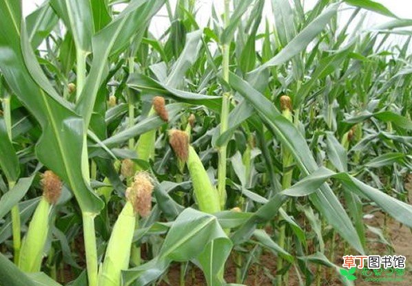 【玉米】农民种植甜玉米一亩收入4000多元，是普通玉米收益两倍！