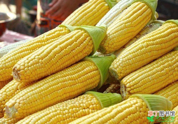 【玉米】农民种植甜玉米一亩收入4000多元，是普通玉米收益两倍！