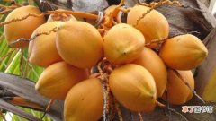 【养殖】黄椰子的养殖方法和注意事项：土壤，水分