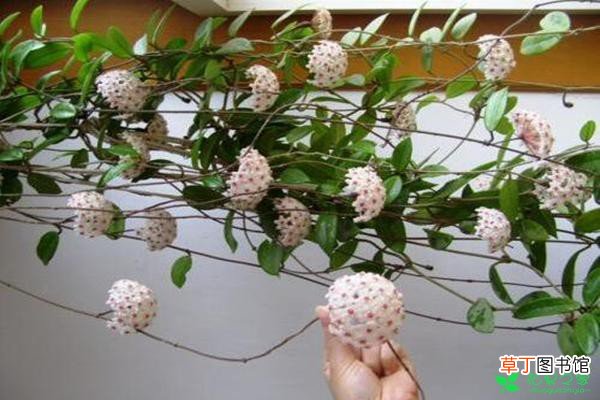 【美丽】象征着青春美丽的球兰花，家庭盆栽直接攀上了屋顶