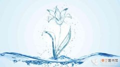 【水培】在水里怎么养百合 教给大家水培百合的办法