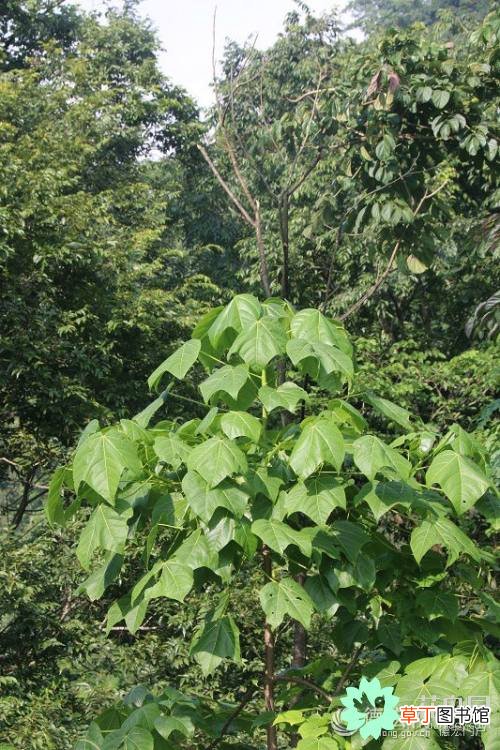 【植物】德宏境内发现国家二级保护植物火桐分布群落