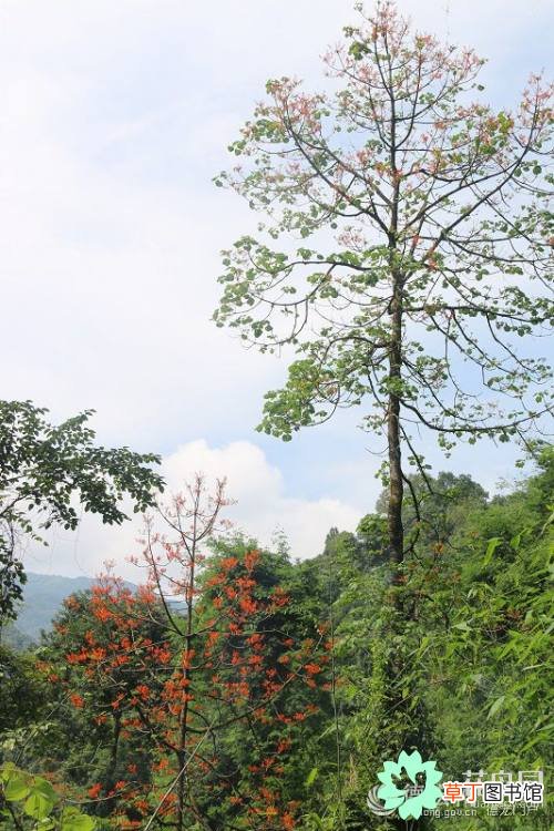 【植物】德宏境内发现国家二级保护植物火桐分布群落