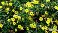 【花】黄蝉和软枝黄婵的区别：叶片区别，花的区别