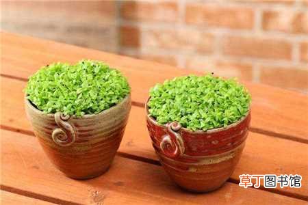 【家庭】火龙果家庭种植方法：选择花盆，制作花土