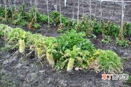 【方法】种萝卜的方法和步骤：种植方法，种植步骤