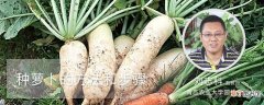 【方法】种萝卜的方法和步骤：种植方法，种植步骤