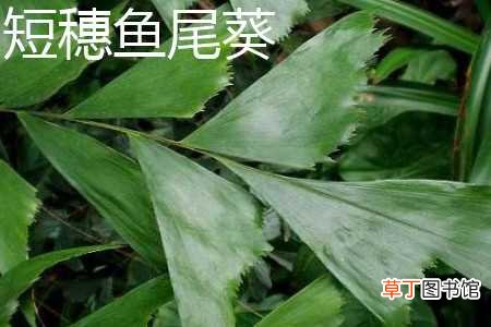 【花】短穗鱼尾葵和鱼尾葵的区别：叶片区别，花瓣区别