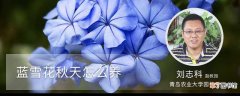 【花】蓝雪花秋天怎么养：养殖条件，繁殖方法