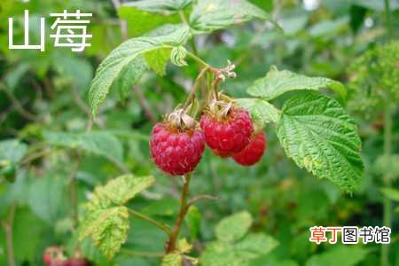 【花】茅莓和山莓的区别：叶片区别，花色区别
