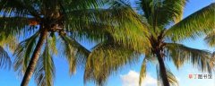 【棕榈树】棕榈树怎么种植：种植方法，生长条件