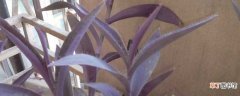 【水培】紫竹梅可以水培吗，怎么水培