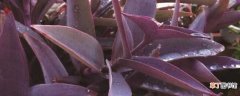 【多】紫竹梅扦插后多久生根，用什么土：扦插方法，多久生根
