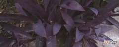 【温度】紫竹梅如何养：土壤，温度