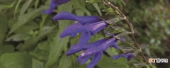 【养殖】蓝雀花的养殖方法：有机壤土，散光环境