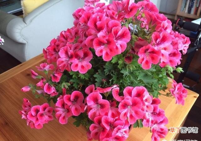 【花】春天就养这6种“草花”，轻轻一碰，爆一个花球，给点阳光就灿烂