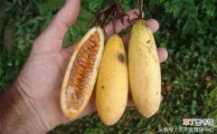 【百香果】香蕉百香果到底值不值得种植？