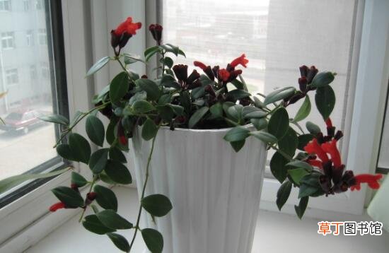 【有毒】口红花有毒吗，口红花能放在卧室吗/无毒养室内好处多
