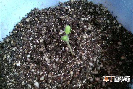 【种子】天竺葵种子的种植方法
