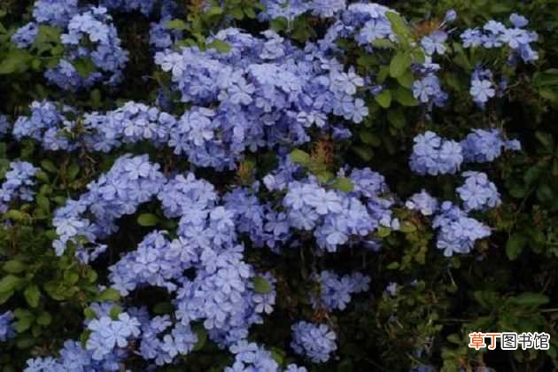 【花】蓝雪花的养殖方法 蓝雪花养殖注意事项