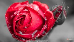 【图片】带水珠的玫瑰花图片