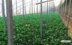 【种植】种植彩椒一季收入高达7500万元，厉害！