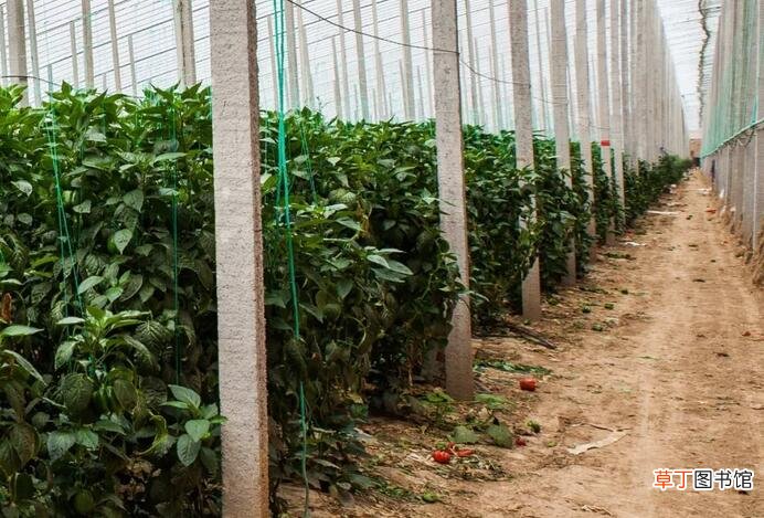 【种植】种植彩椒一季收入高达7500万元，厉害！