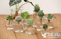 【盆栽】教你用玻璃瓶养出精美的水培盆栽，平常家里的花卉都能够转水养