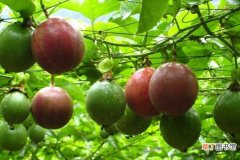 【香】百香果怎么种？百香果的种植方法和注意事项：土壤 光照