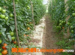 【西红柿】北方露天西红柿种植技术：地栽 盆栽