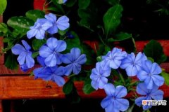 【花】蓝雪花的养殖方法：土壤 温度