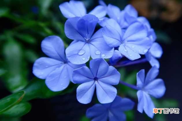 【花】蓝雪花的养殖方法：土壤 温度