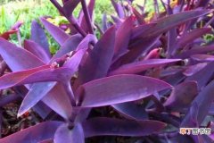 【养殖方法】紫竹梅的养殖方法和注意事项：紫竹梅的养殖方法 紫竹梅的养殖