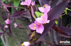 【养殖方法】紫竹梅怎么养长得快 紫竹梅的养殖方法：适当浇水 适当光照